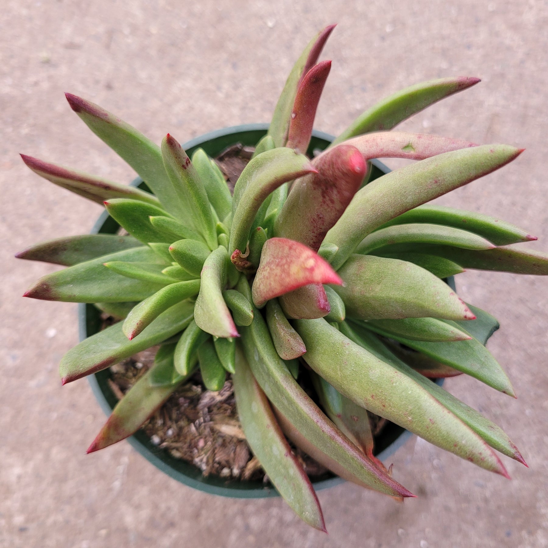 dudleya farinosa succulents Dudleya Farinosa