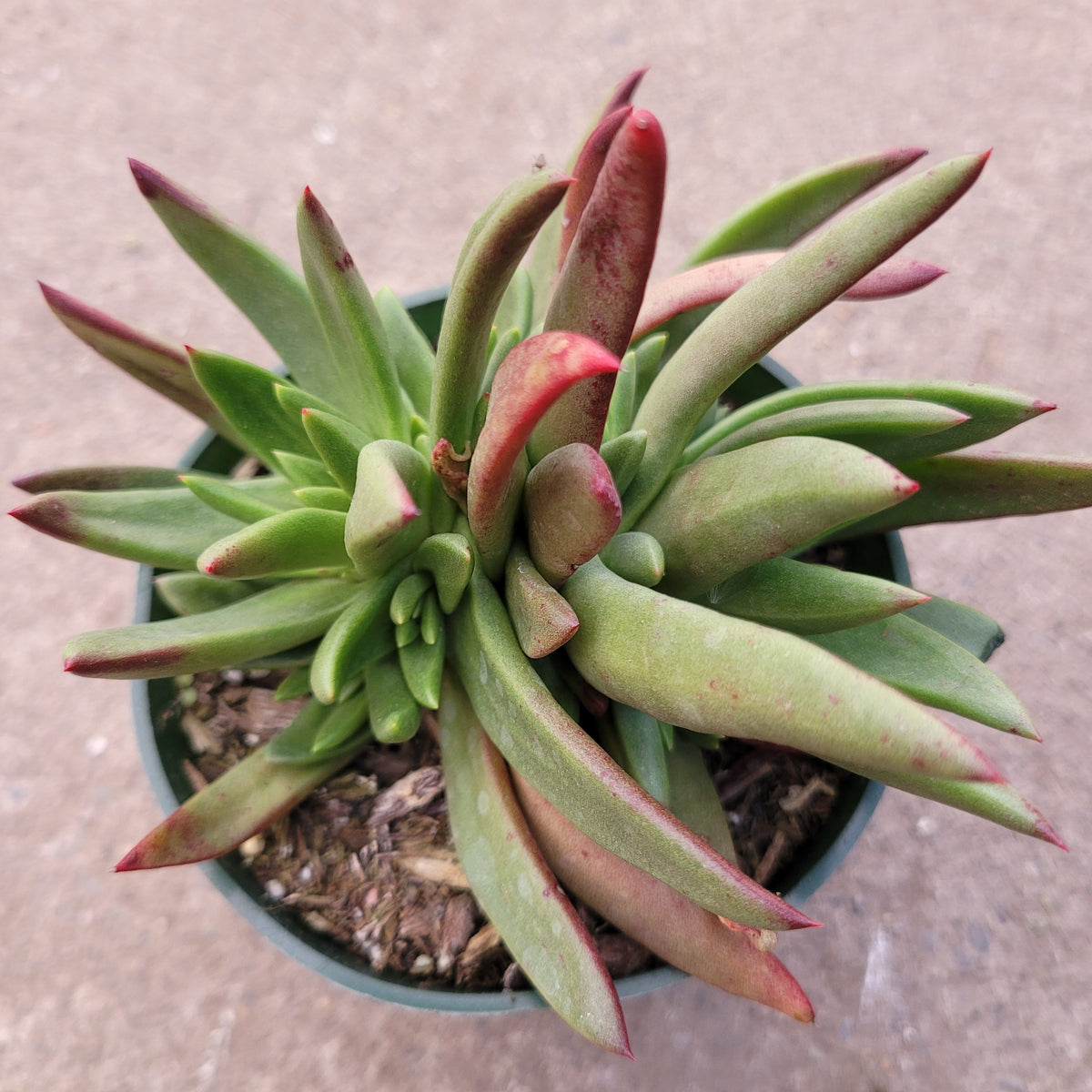 Dudleya Farinosa