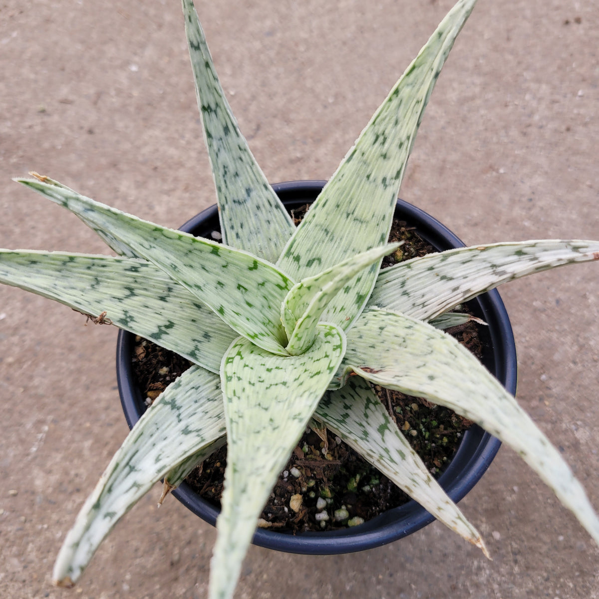 Aloe moondance