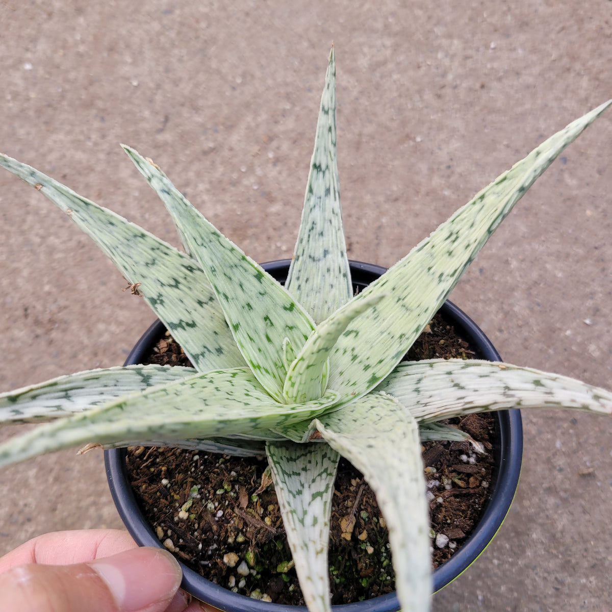 Aloe moondance