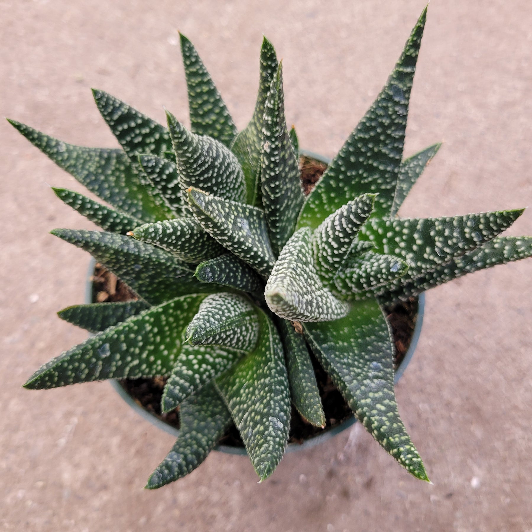 monstrose succulent Gasteria 'Okavango'
