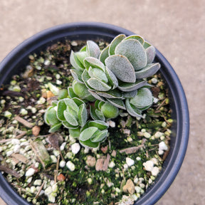 Crassula 'Pangolin'