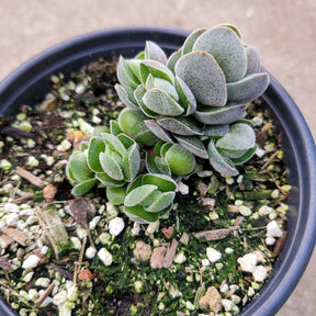 Crassula 'Pangolin'