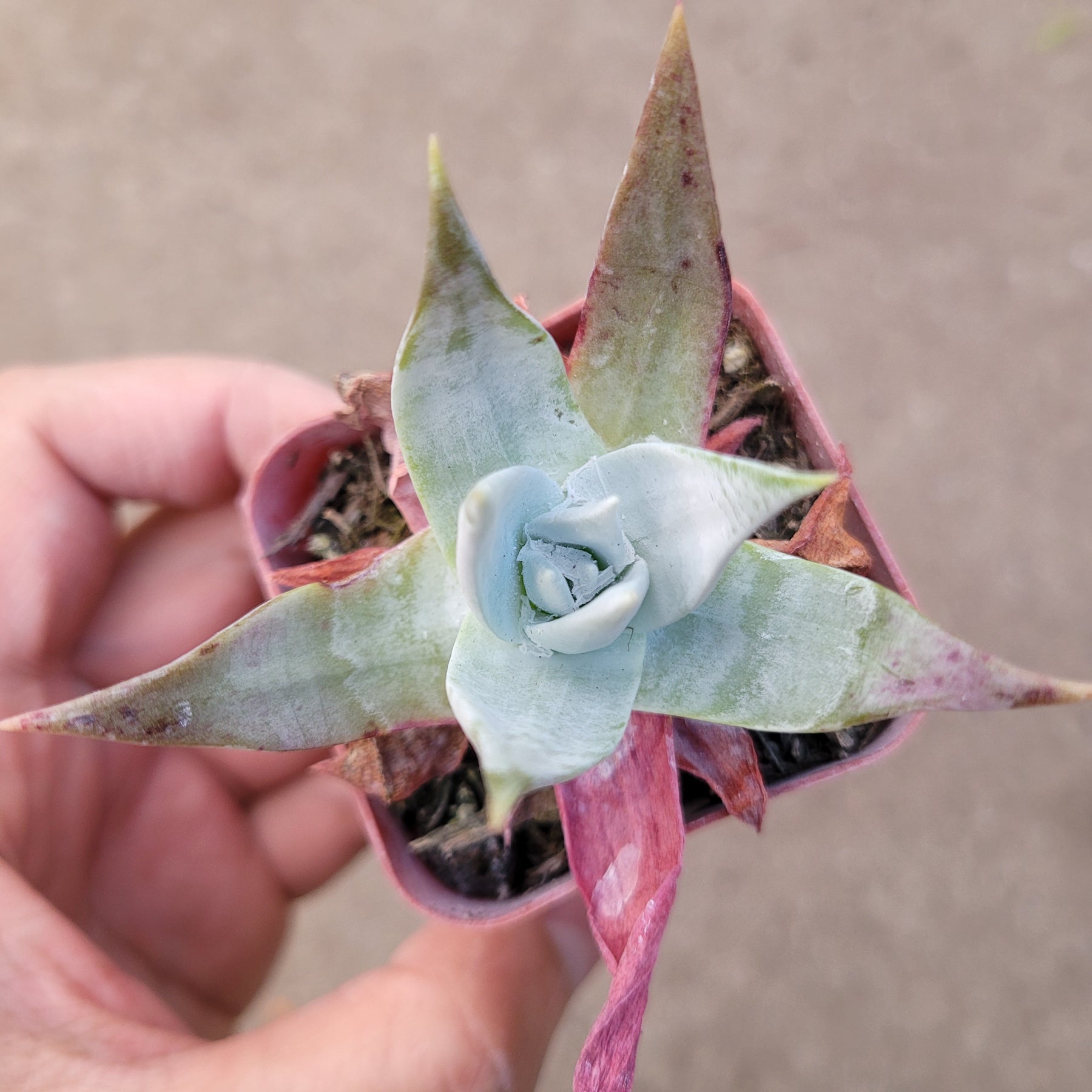 dudleya succulent types Dudleya brittonii 'Giant Chalk Dudleya'