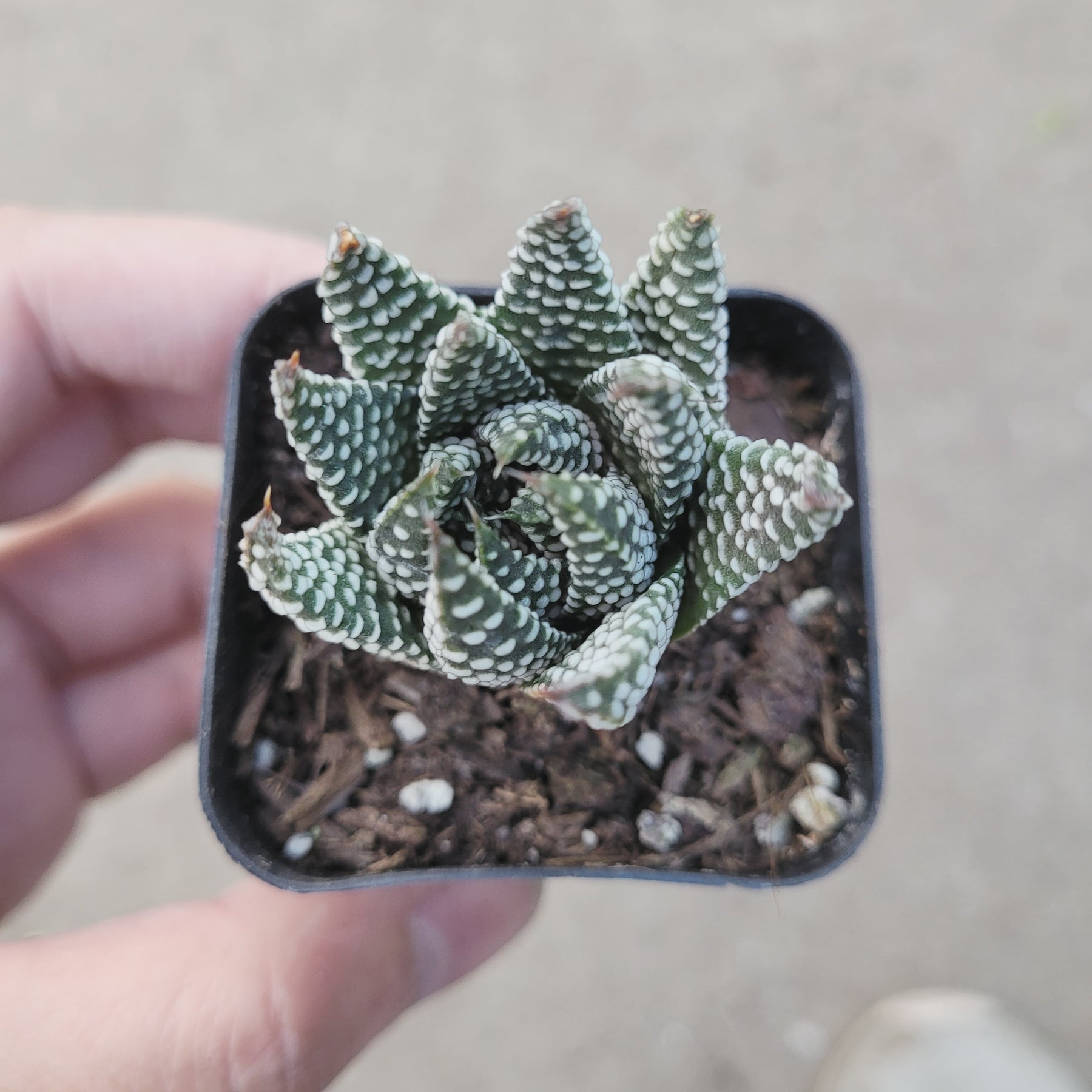 royal albert succulent Haworthia fasciata 'Royal Albert' -