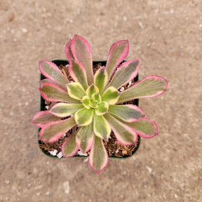 Aeonium 'Mardi Gras' - Succulents Depot