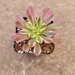 Aeonium 'Mardi Gras' - Succulents Depot
