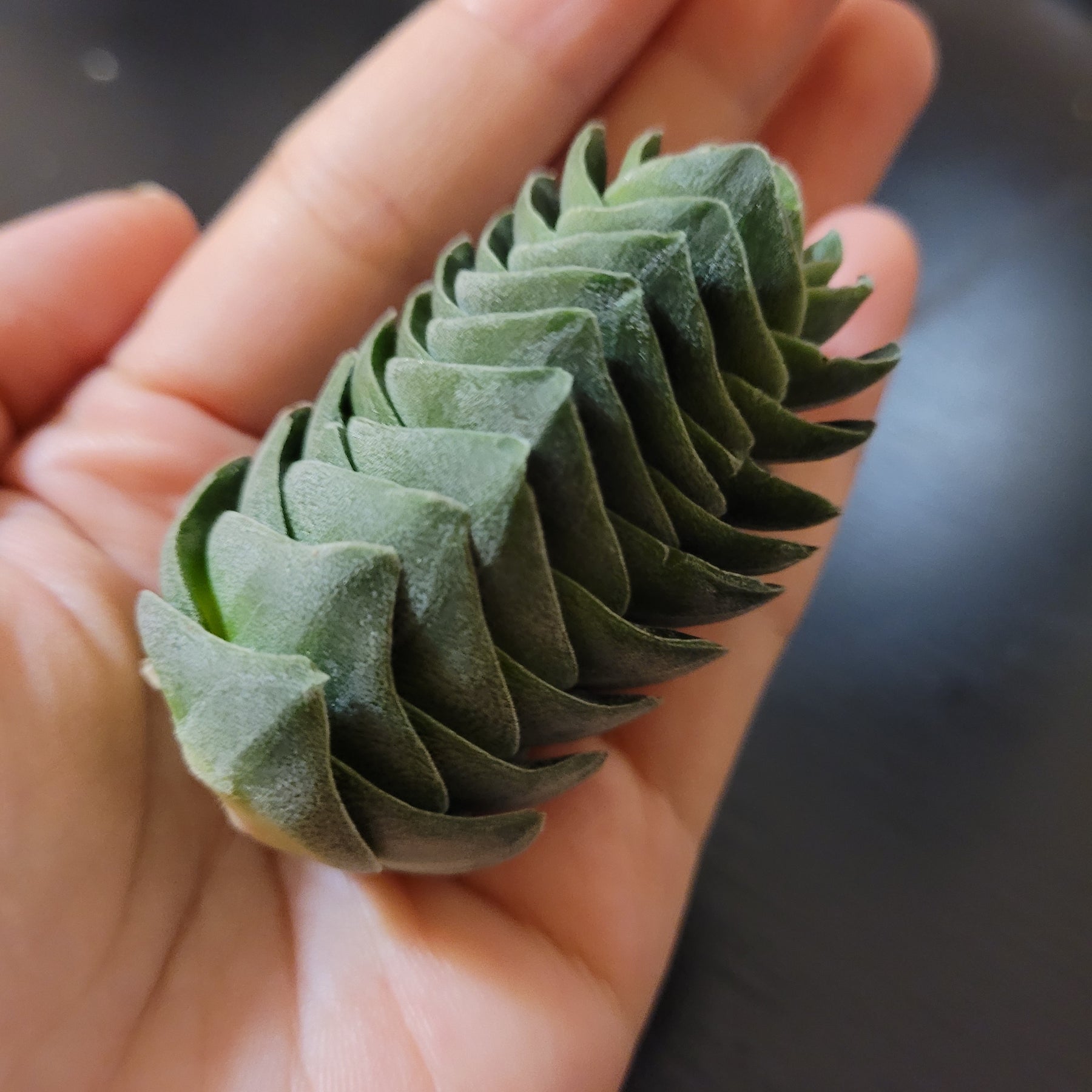 temple succulent Crassula 'Buddha's Temple' 2 Inch #A