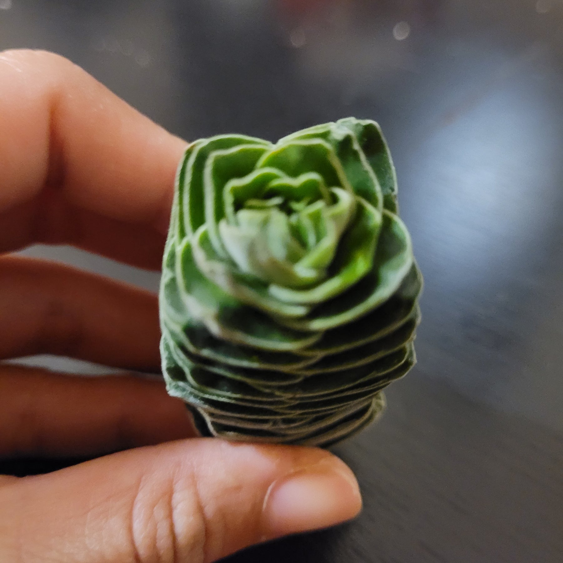buddha temple succulent for sale Crassula 'Buddha's Temple'