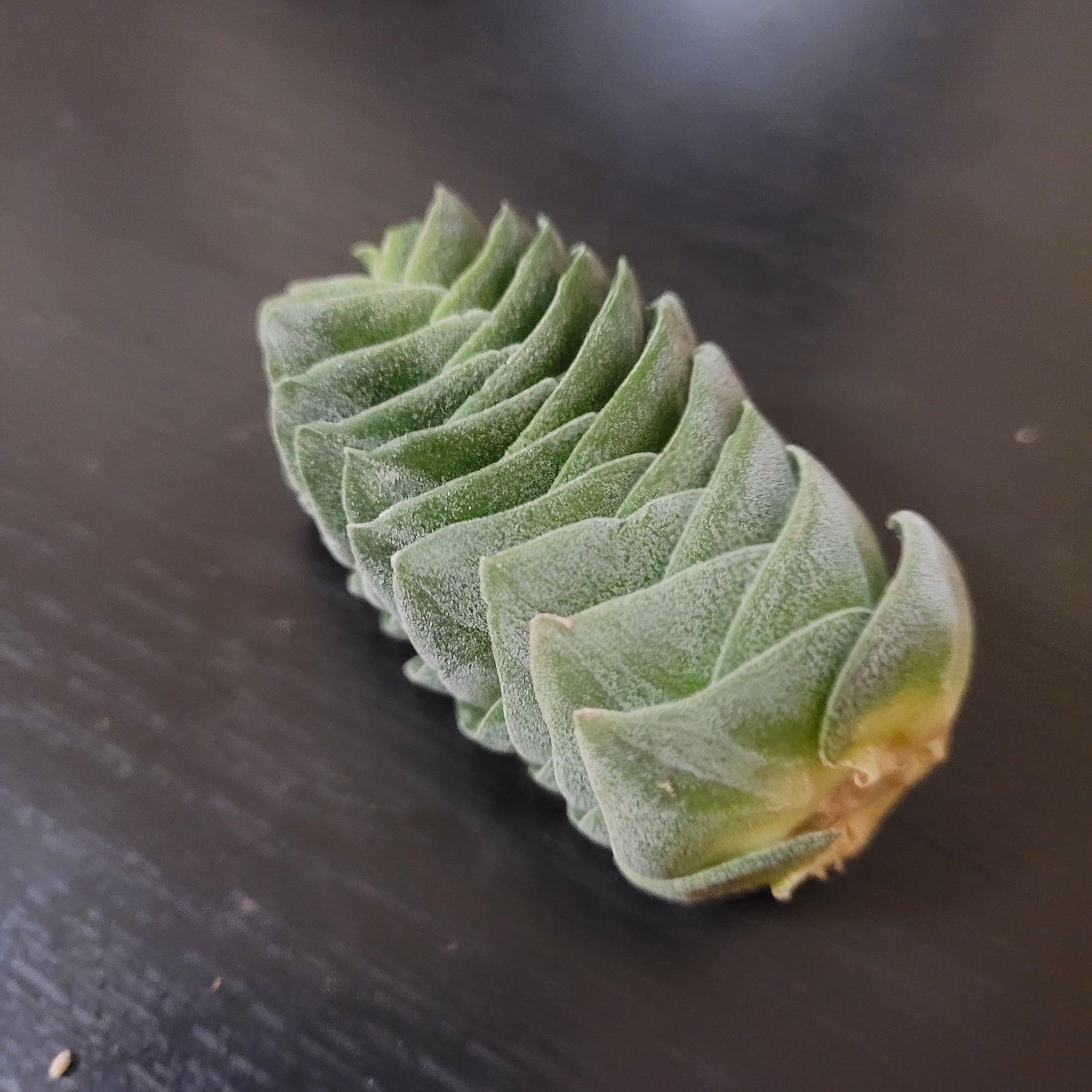 succulent buddha temple Crassula 'Buddha's Temple'