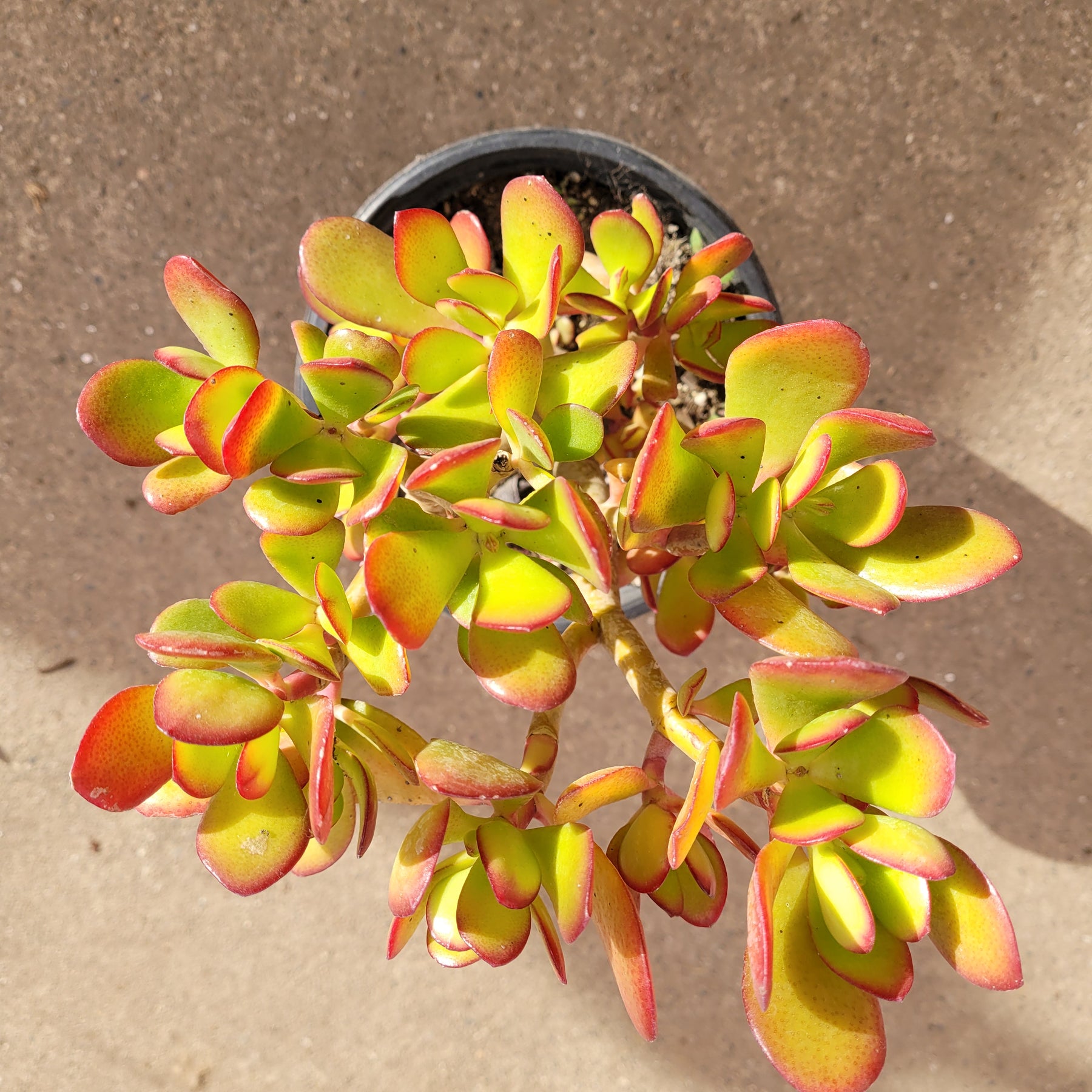yellow jade succulent Crassula ovata