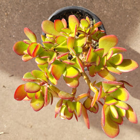 red stem jade plant Crassula ovata