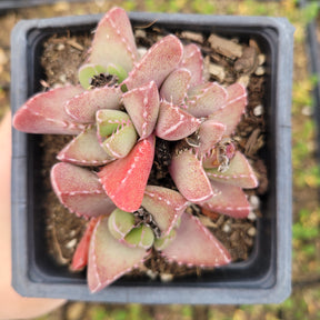 Faucaria tigrina Tiger Jaws