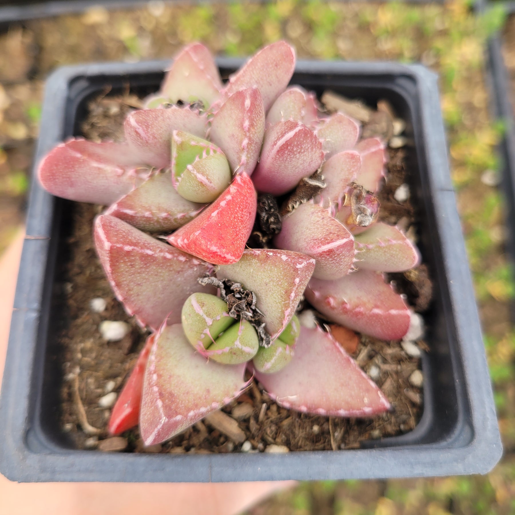tiger jaw succulent squishy Faucaria tigrina Tiger Jaws