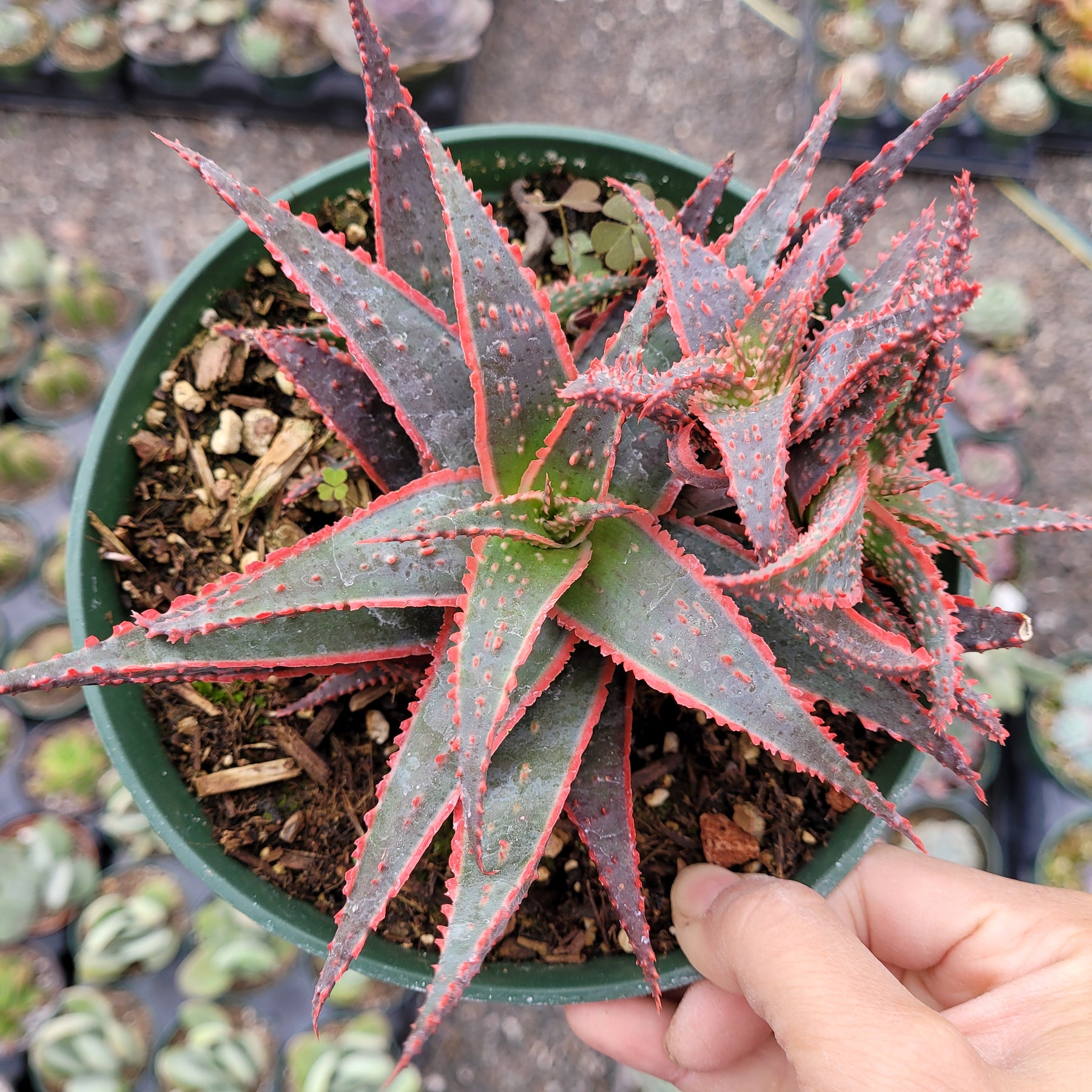 christmas carol succulent Aloe 'Christmas Carol'
