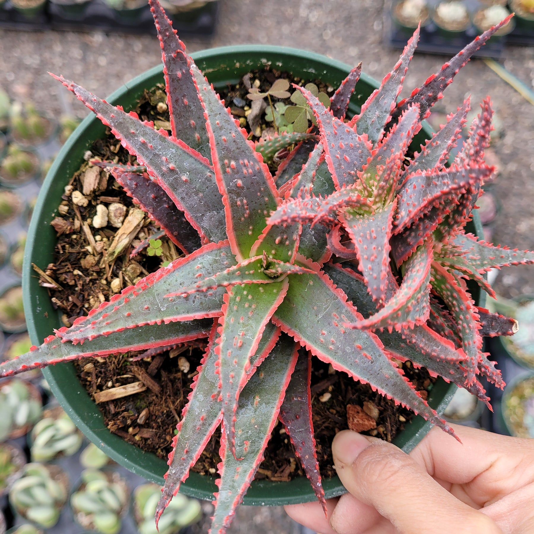 red spiky succulent Aloe 'Christmas Carol'