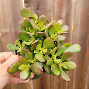 Crassula ovata 'Baby Jade'