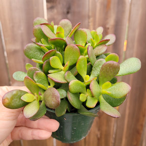 baby jade plant Crassula ovata 'Baby Jade'