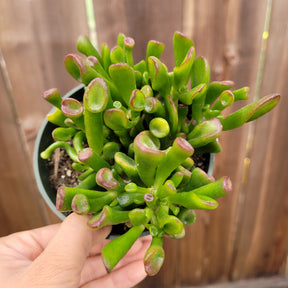 finger jade succulent Crassula ovata 'ET's Fingers' Jade 6 Inch