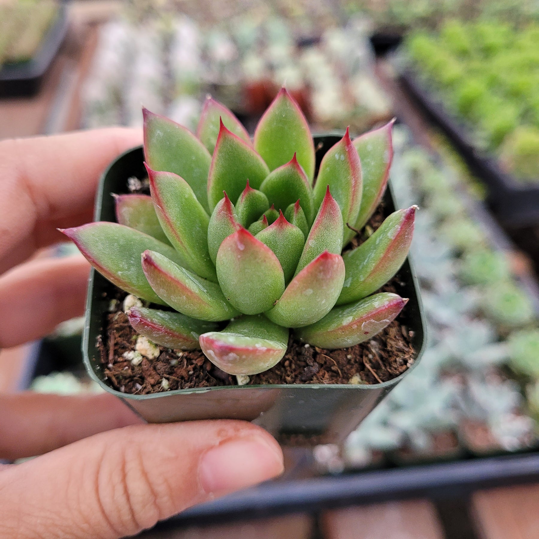 christmas succulent pot Echeveria agavoides 'Christmas'