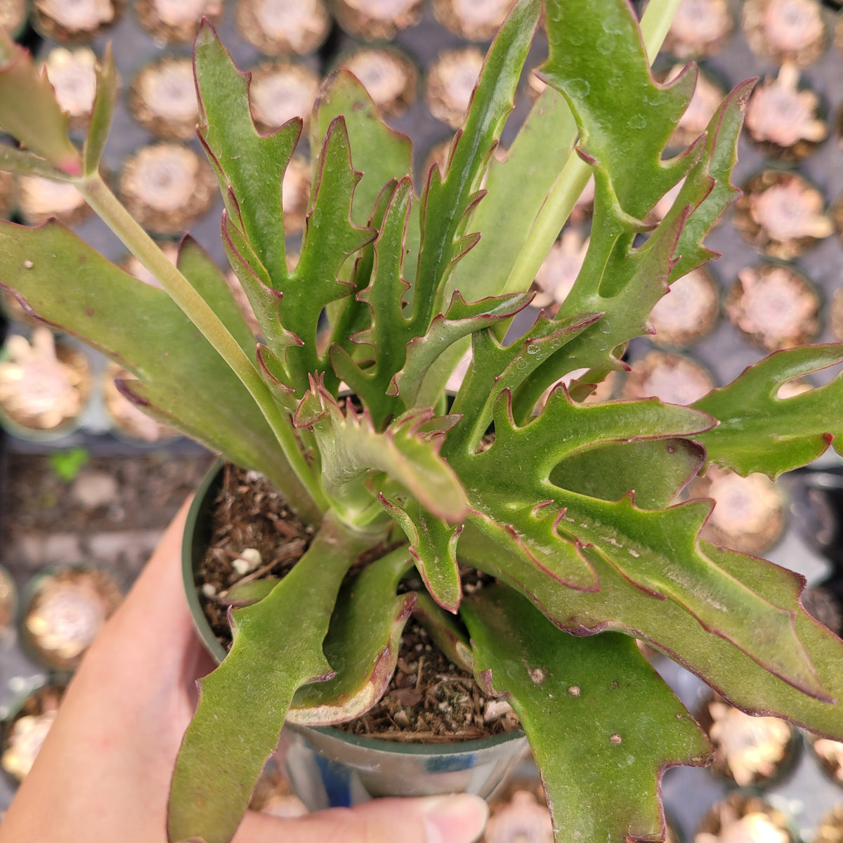 Kalanchoe synsepala var. Dissecta 'Walking Kalanchoe'