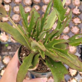 Kalanchoe synsepala var. Dissecta 'Walking Kalanchoe'