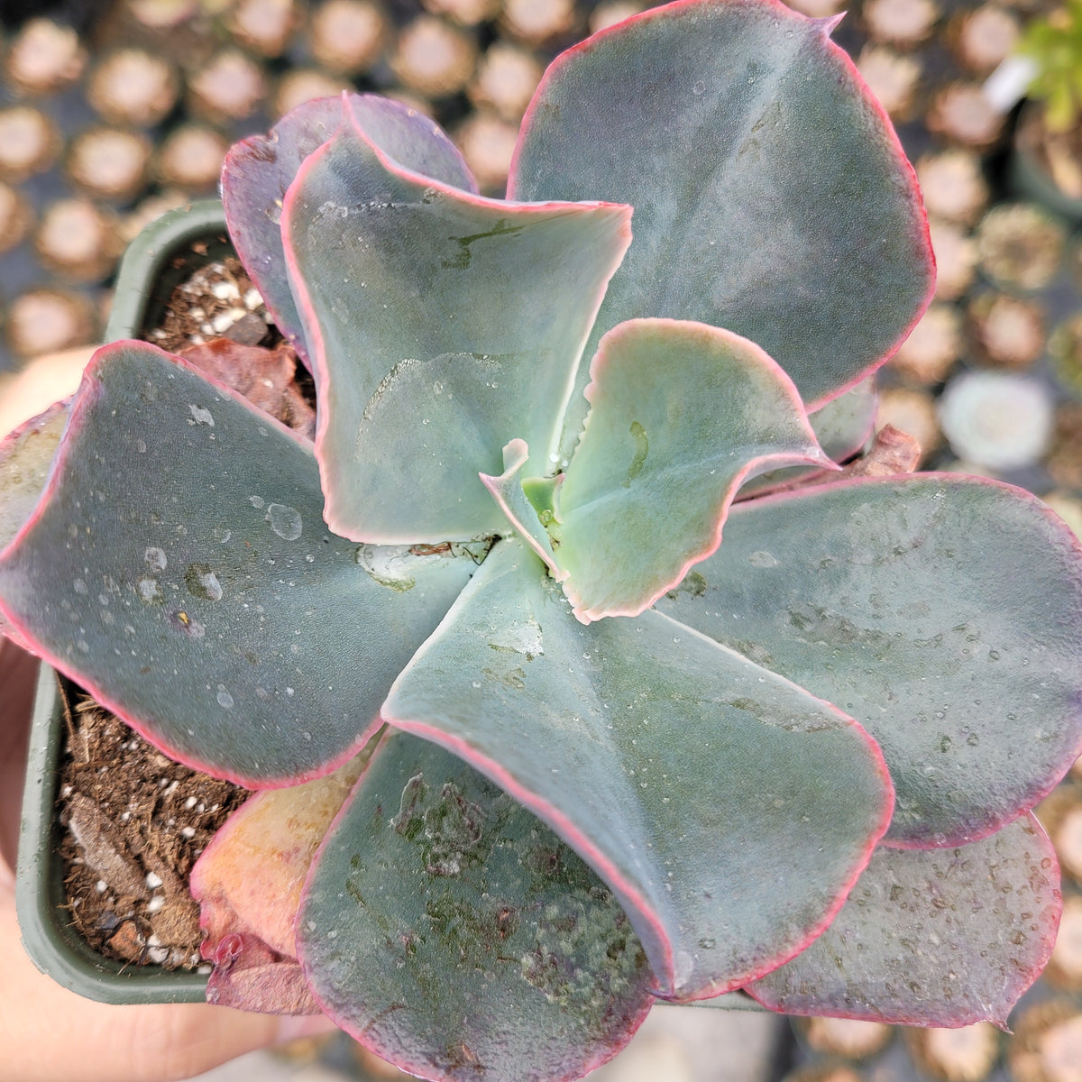 Echeveria gibbiflora Hybrid