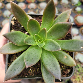 Echeveria 'Serrana'