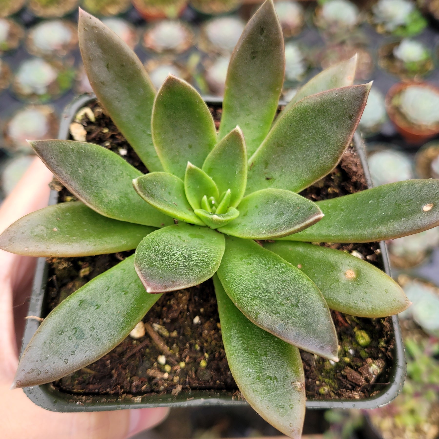 serrana succulent Echeveria 'Serrana'