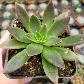 Echeveria 'Serrana'