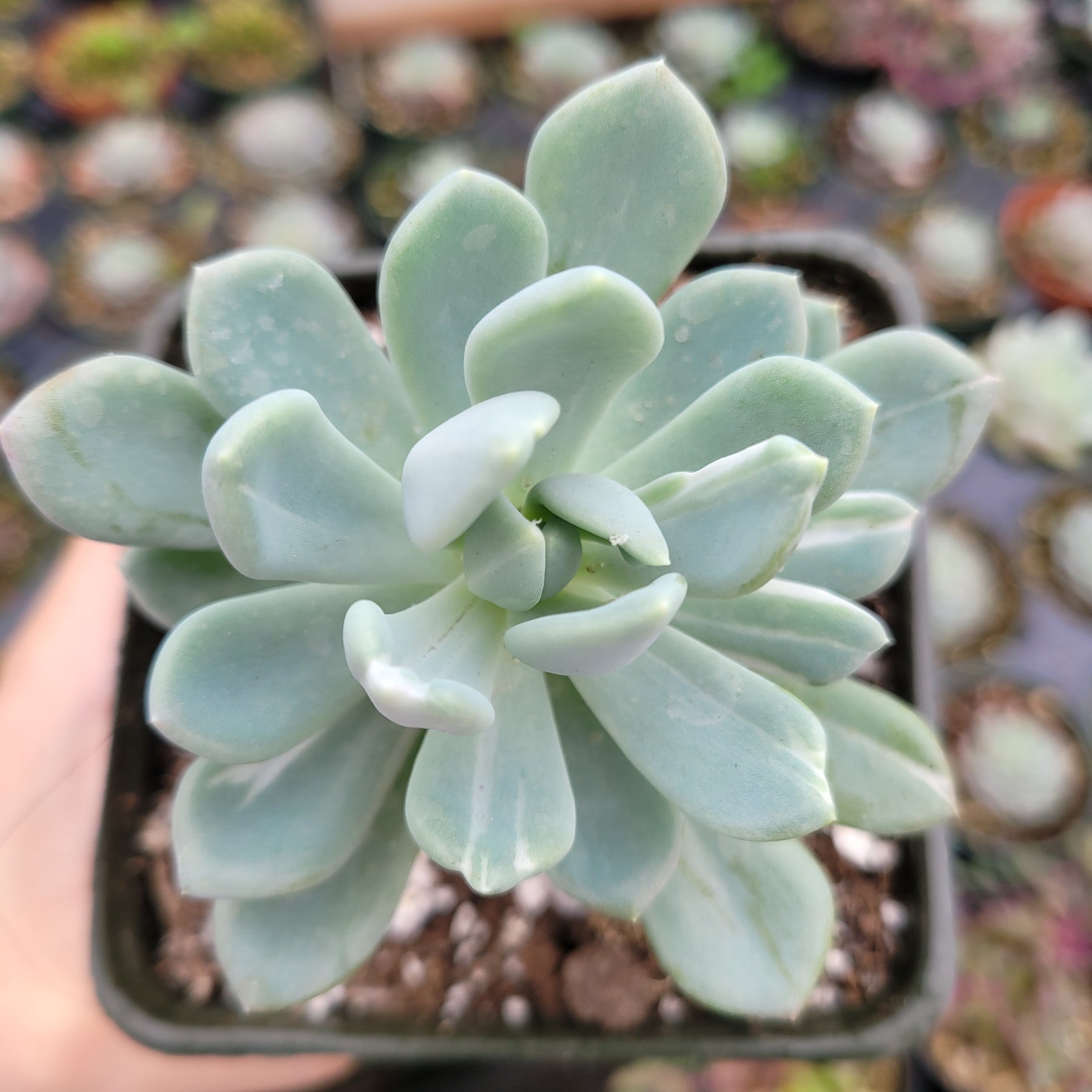 variegata succulent Pachyveria 'Clavata' Variegata