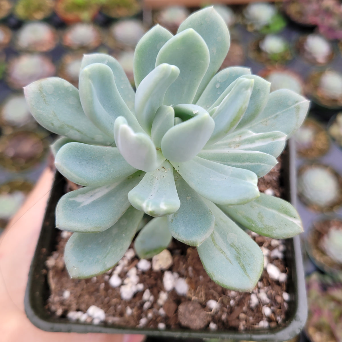 Pachyveria 'Clavata' Variegata