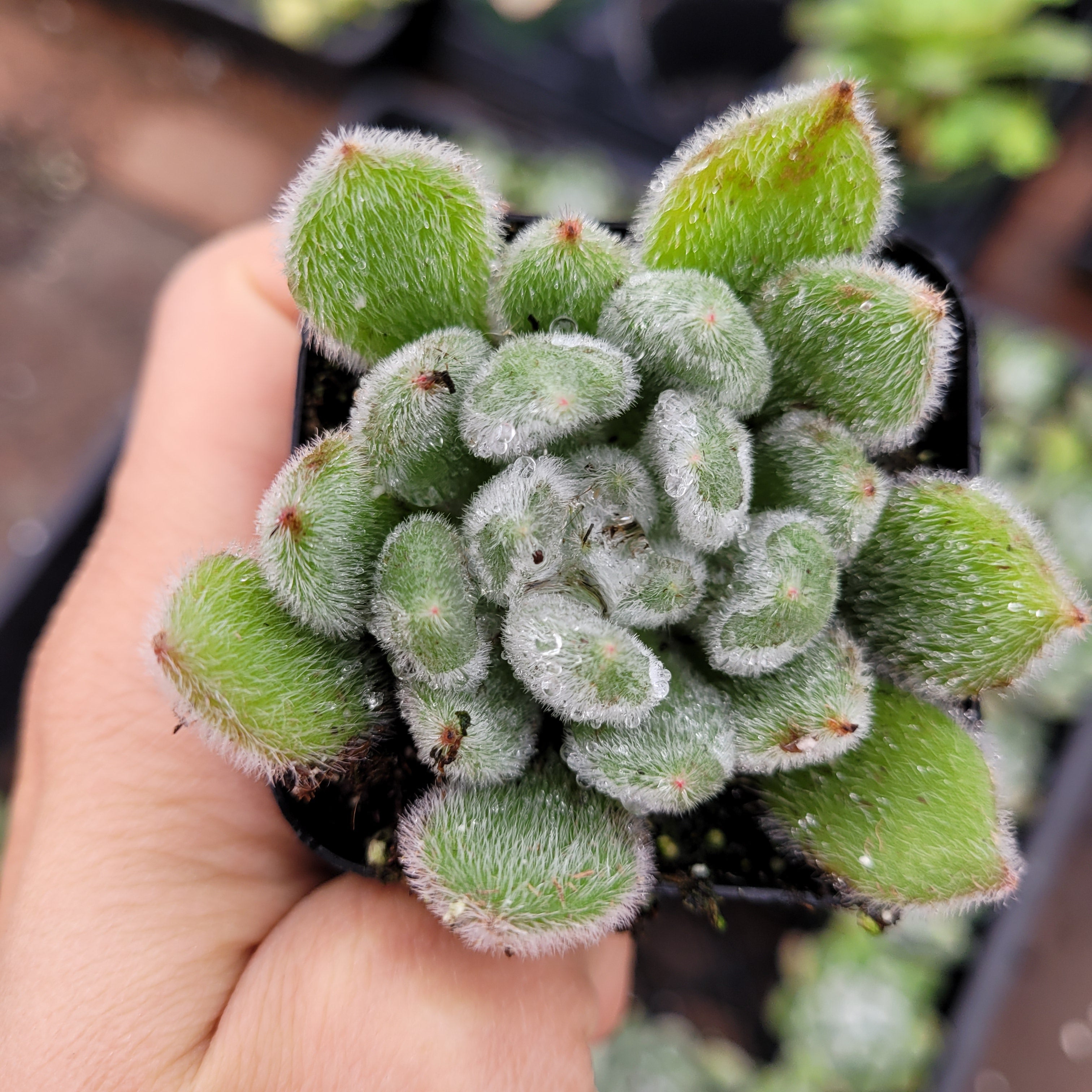 doris taylor succulent flower Echeveria 'Doris Taylor'