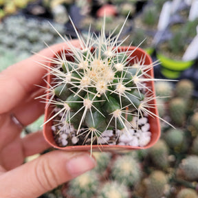 Echinocactus Golden Barrel Cactus - Succulents Depot