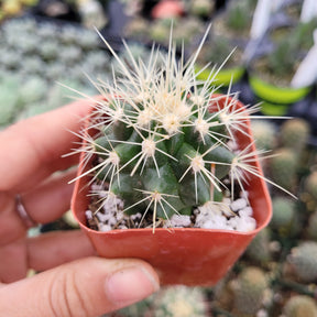 Echinocactus Golden Barrel Cactus - Succulents Depot