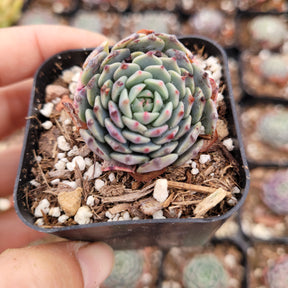 Echeveria Pinwheel Hybrid