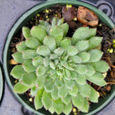 Echeveria setosa var. deminuta 'Firecracker Plant'