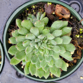 Echeveria setosa var. deminuta 'Firecracker Plant'