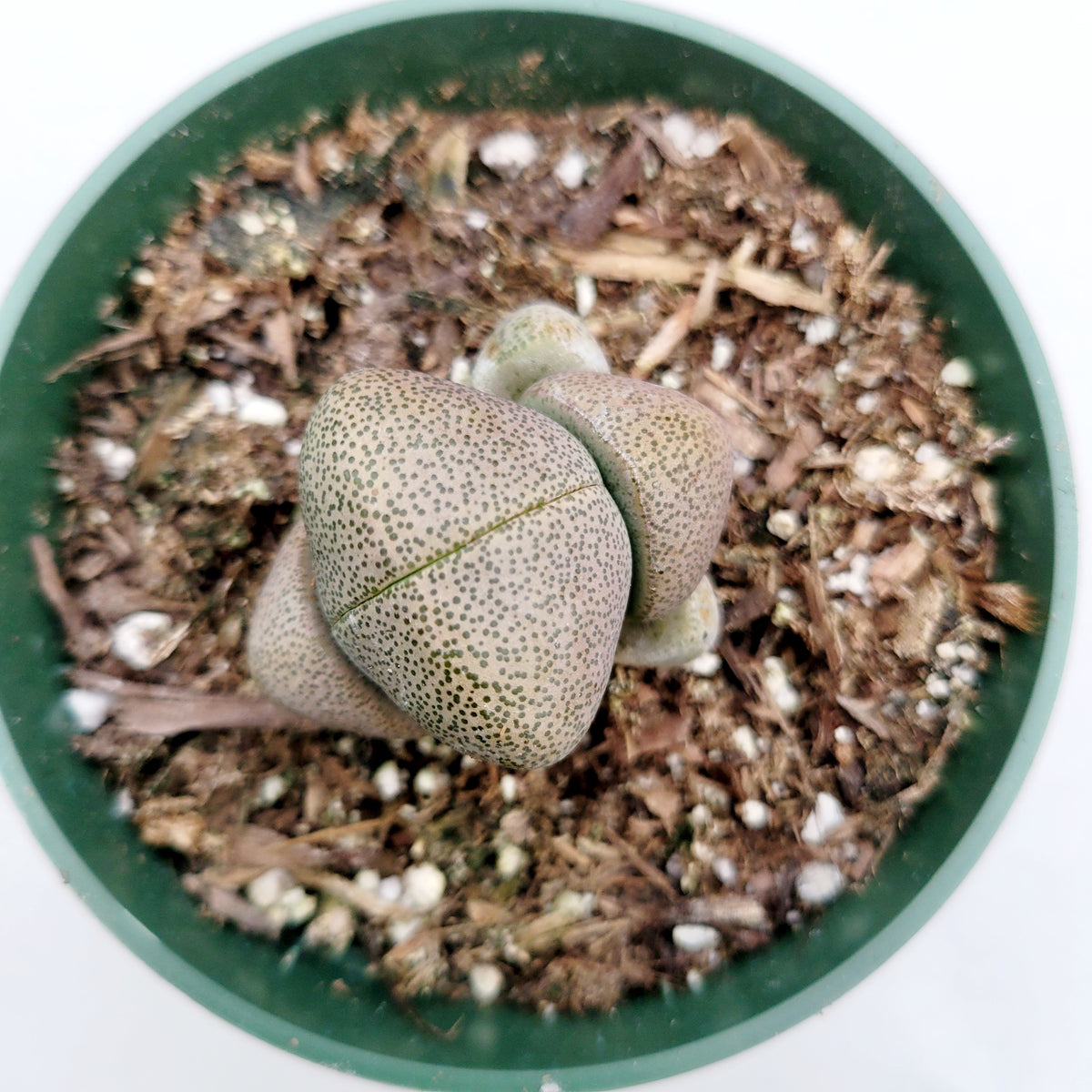 Pleiospilos nelii 'Split Rock'