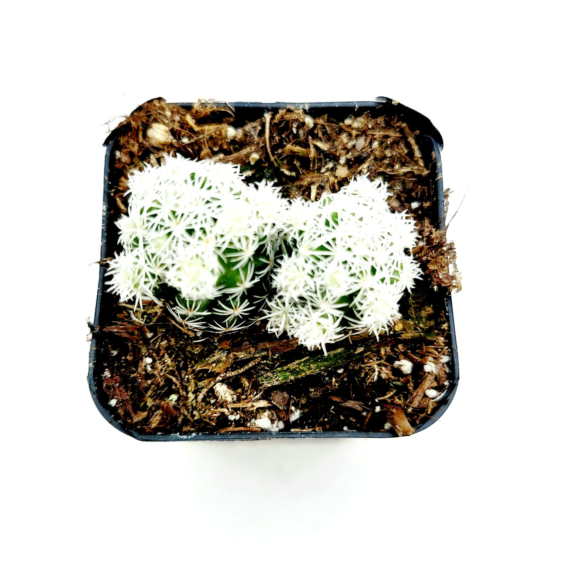 Mammillaria gracilis fragilis 'Thimble Cactus'