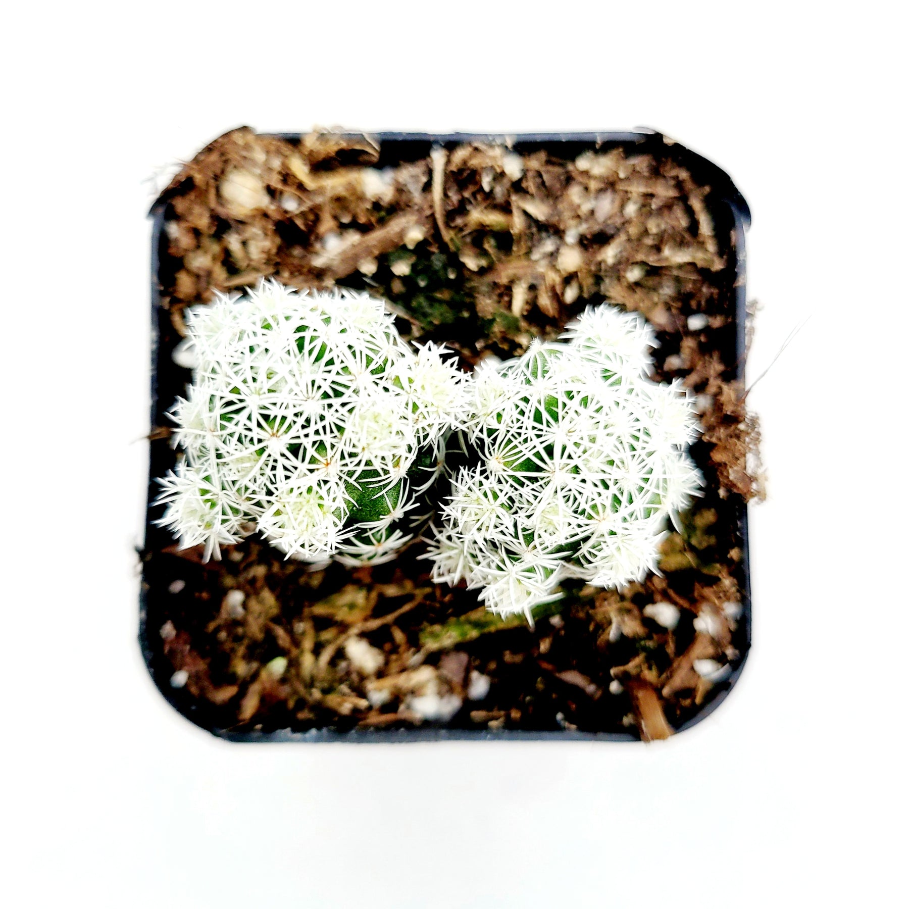 Mammillaria gracilis fragilis 'Thimble Cactus'