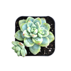 Sedum clavatum - Succulents Depot