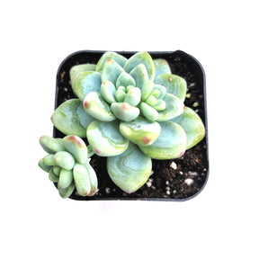 Sedum clavatum - Succulents Depot