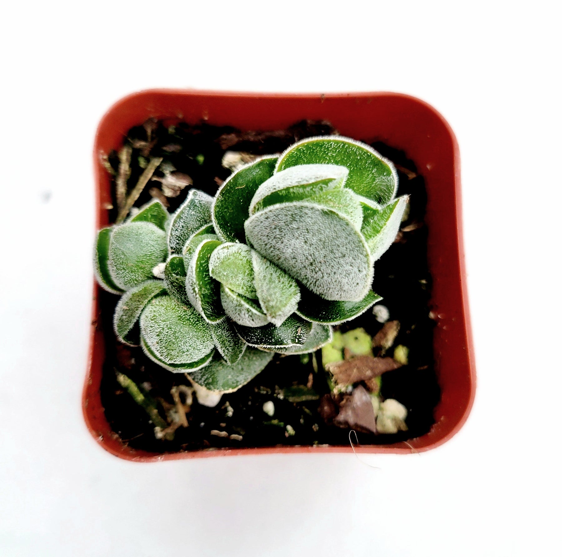 pangolin succulent Crassula 'Pangolin' -