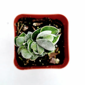 Crassula 'Pangolin'