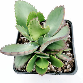 Kalanchoe daigremontiana 'Mother of Thousands'