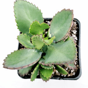 Kalanchoe daigremontiana 'Mother of Thousands'