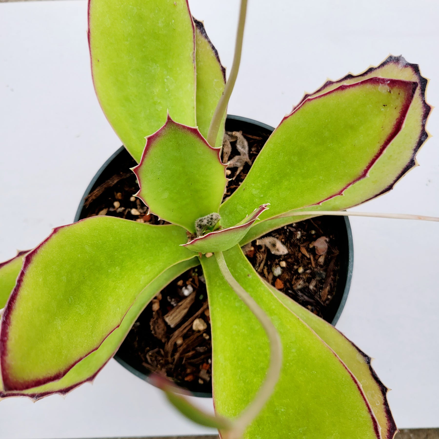 walking succulent Kalanchoe synsepala
