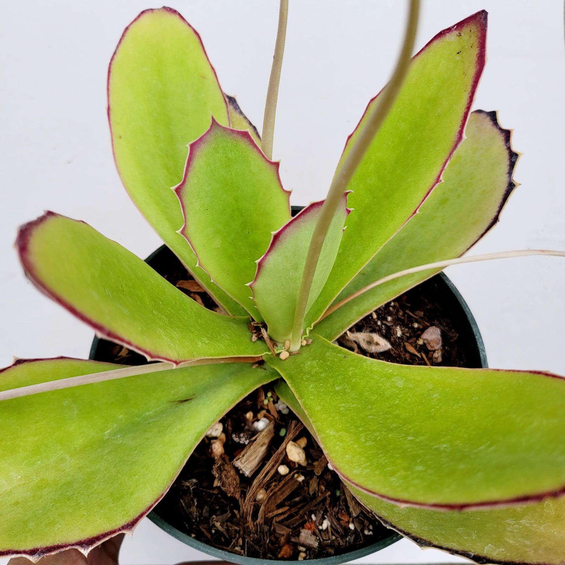 walking plant pot Kalanchoe synsepala