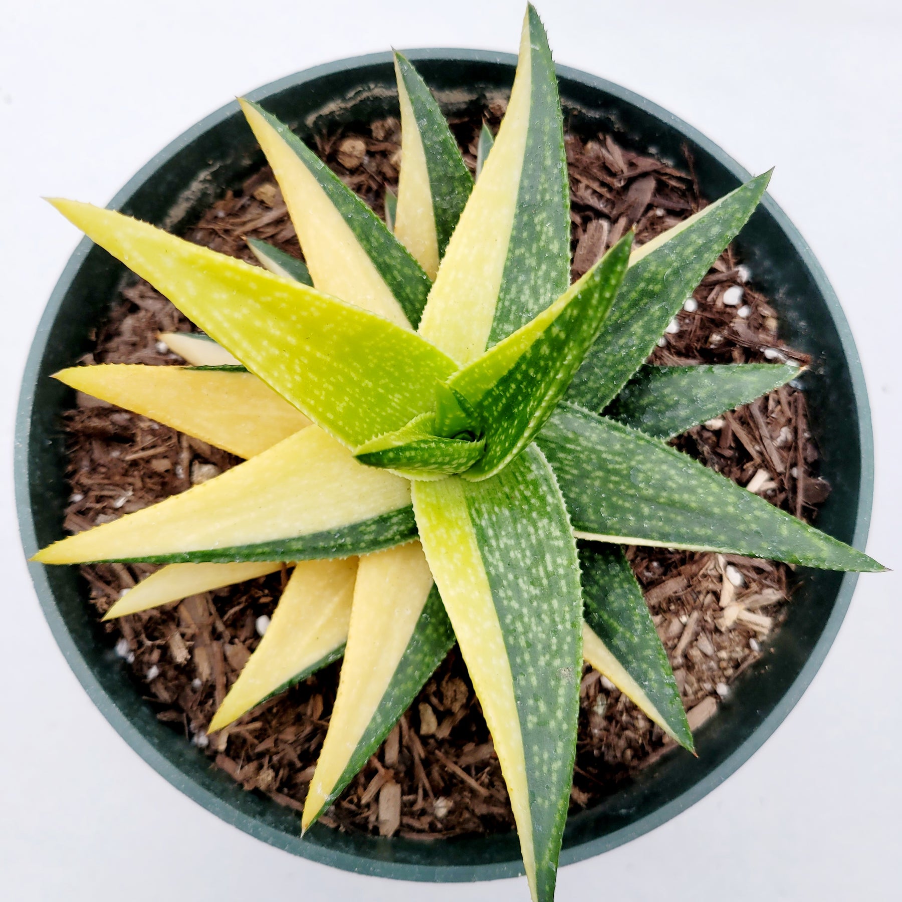 succulent with green and yellow leaves Gasteraloe 'Green Gold' Variegated